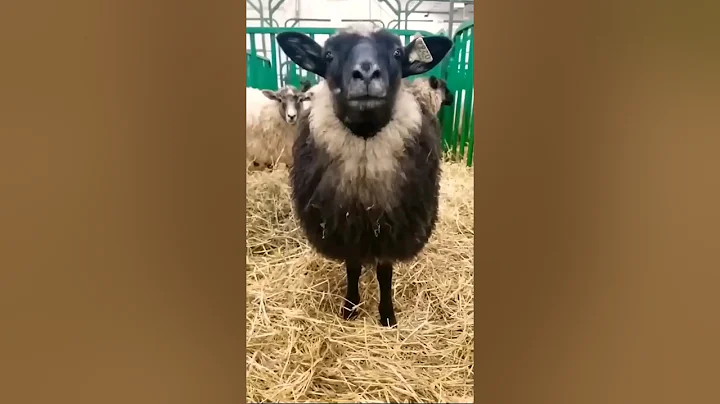 #sheep #funny #cute #goat #cow #dog #monkey #animal #cat #animals | 30