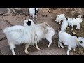 Nuevo chivo enano en la ganadería . Cabras enanas .Traemos a Guasimodo para la próxima paridera.