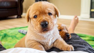 Little Labradors Just Want To Cuddle