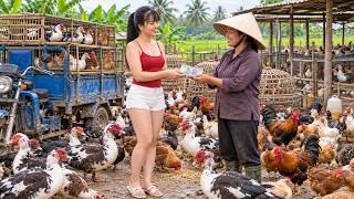 Buying Lots of Muscovy Ducks & Chickens From a Farmer - Taking Them to the Village Market