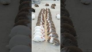 Rabbit Sounds 🐇 Watch Bunnies Eat and Make the Cutest Sounds 🐰
