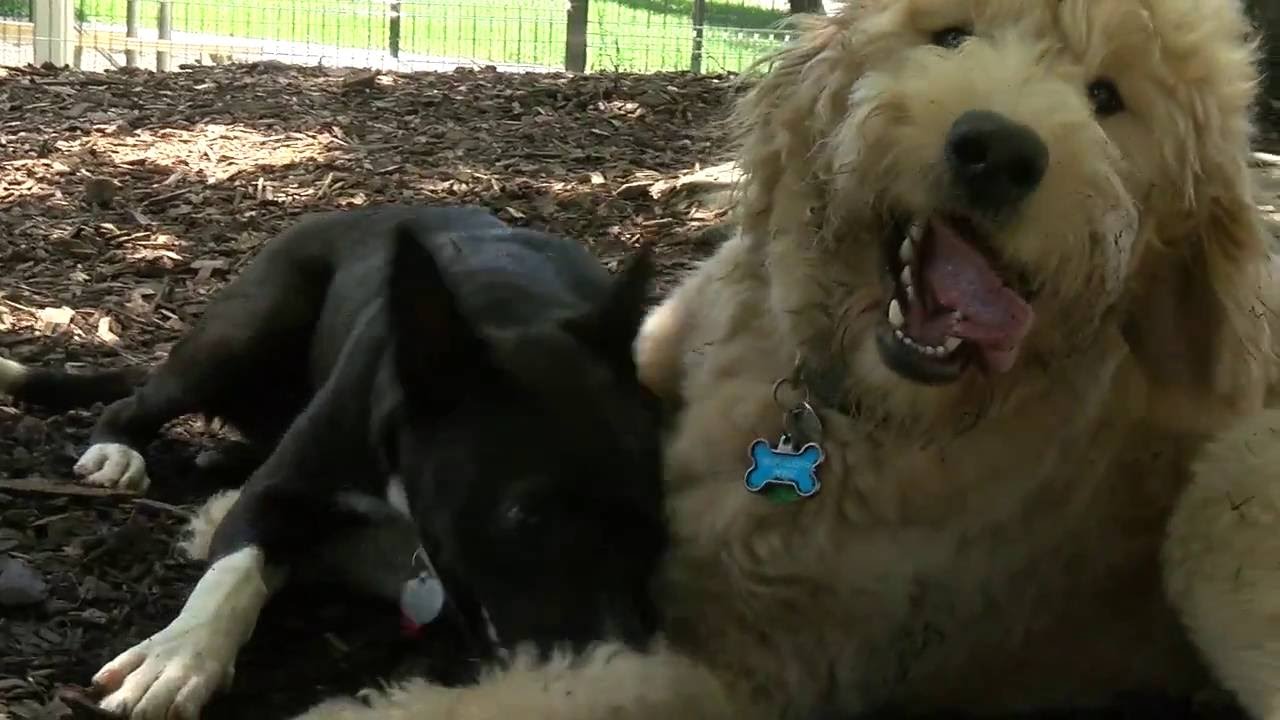 New Ellsworth Dog Park Delights Owners and Pets YouTube