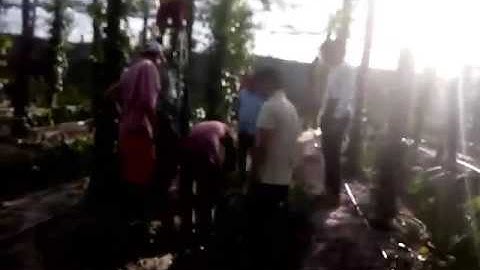 Hướng dẫn kỹ thuật cắt giống tiêu srilanka