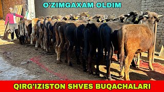 QIRG’IZISTON SHVES BUQALARI 91-739-23-13 / 90-567-80-98 ARZONCHI