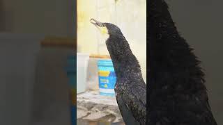 A Cormorant Quickly Eats A Fish Bigger Than Its Own Head