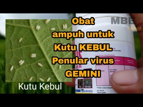 Video: Tumbuhan Untuk Gemini