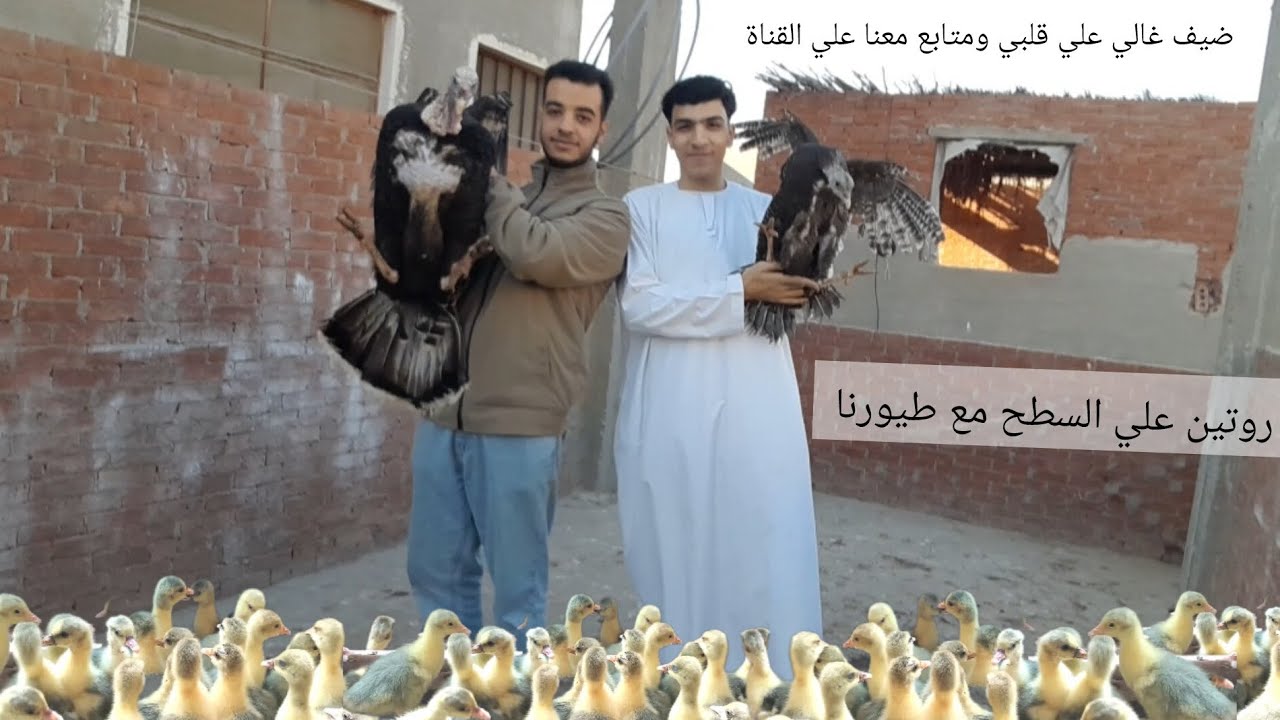 ضيف غالي علي قلبي 🥰 هناخد جولة عند الطيور 🪿 وهنضف السطح 🔥 روتين تنضيف من نار 🦃 ومفجأة في أخر الفيديو