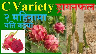 C Variety ड्रागनफल २ महिनामा यस्तो भयो update #Dragon_fruit #Pitaya # कृषि #Super_Food #ParadiseAgro