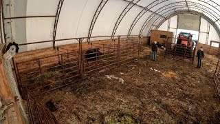 Barn Set Up For Calving