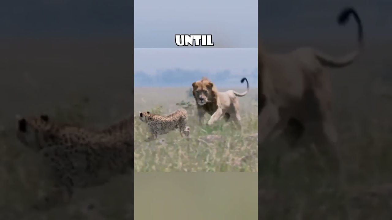 Dramatic Survival Cheetah Leads Lion Away To Protect Cubs Love Animals