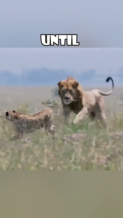 Dramatic Survival: Cheetah Leads Lion Away to Protect Cubs 🐆🦁 #love #animals