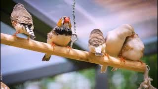 Zebra Finch Sounds to Cheer Up Lonely or Sad Birds 🐦💛  Natural, Happy Bird Chirping