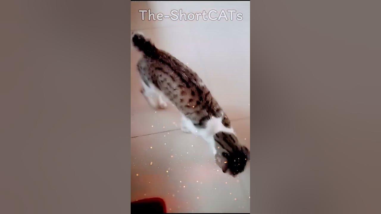 My cat has no tail cute cats shorts youtube