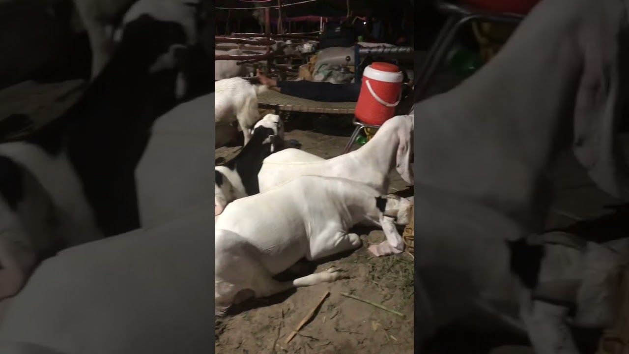 Gulabi Ablak bakry ❤️ 