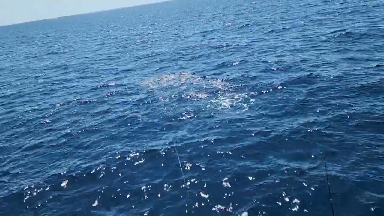 Catching 2 Dorados and 1 Sailfish on Fly in Quepos Costa Rica with Big Eye 2 Sportfishing