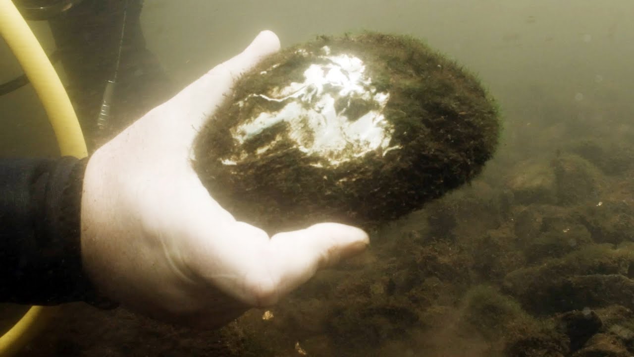 Diving for mussels in Missouri YouTube