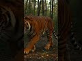 tiger with human