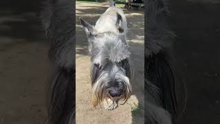 Standard schnauzer Jack hanging out at the park  #standardschnauzer #schnauzer