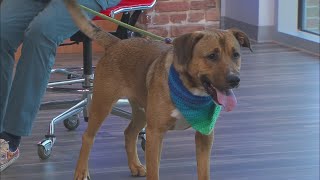 Furry Friend Friday: Meet Tom and Pinky Pie