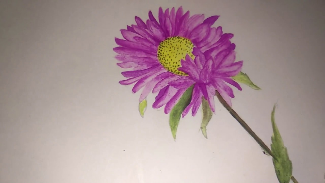 Featured image of post How To Draw An Aster Flower How to paint tropical watercolour flowers and leaves how to paint watercolour cherry blossoms simple watercolor ideas for beginners