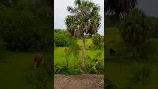 Cows At A Water Hole