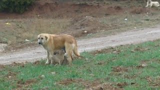 Homeless Puppies Sucking Mother's Milk