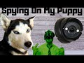 GoPro Spying On My Husky Puppy To See What She Will Do When I Leave Her Home Alone