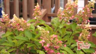 Taille d'un hortensia paniculé - Rock Giguère