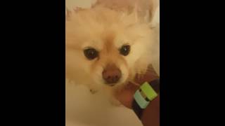 Sophie the Pomeranian bath time!