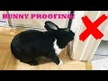 HOW TO BUNNY PROOF YOUR HOME