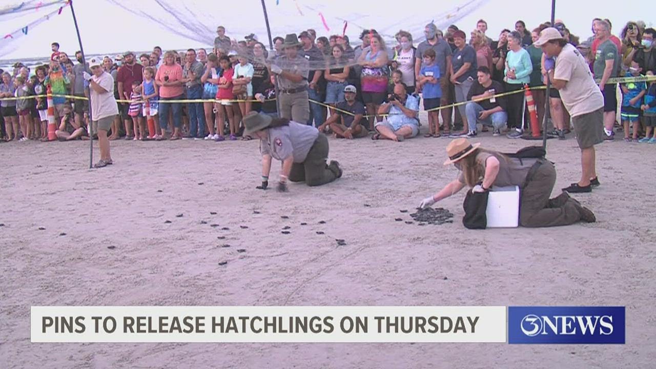 Sea turtle hatchling release set for Thursday