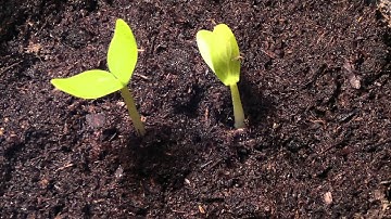 Growing Plant - Time-Lapse with Nokia N8 and FastMotion