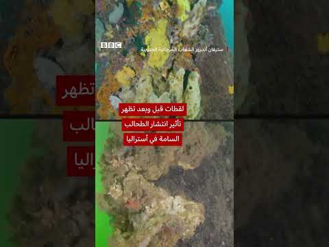كارثة بيئية في أستراليا بسبب انتشار الطحالب