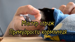 Как дома кормить стрижа