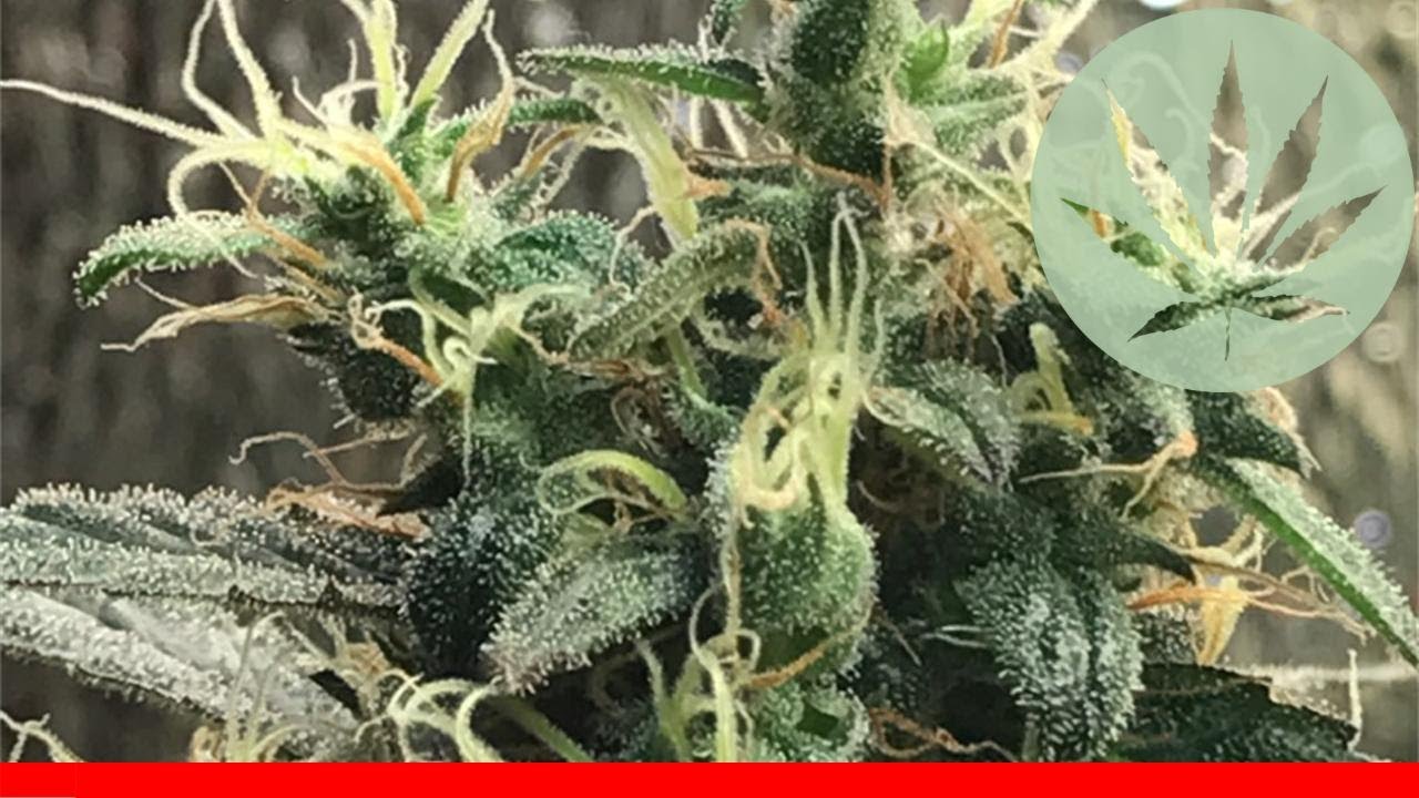 Sour Chem - All About This Strain