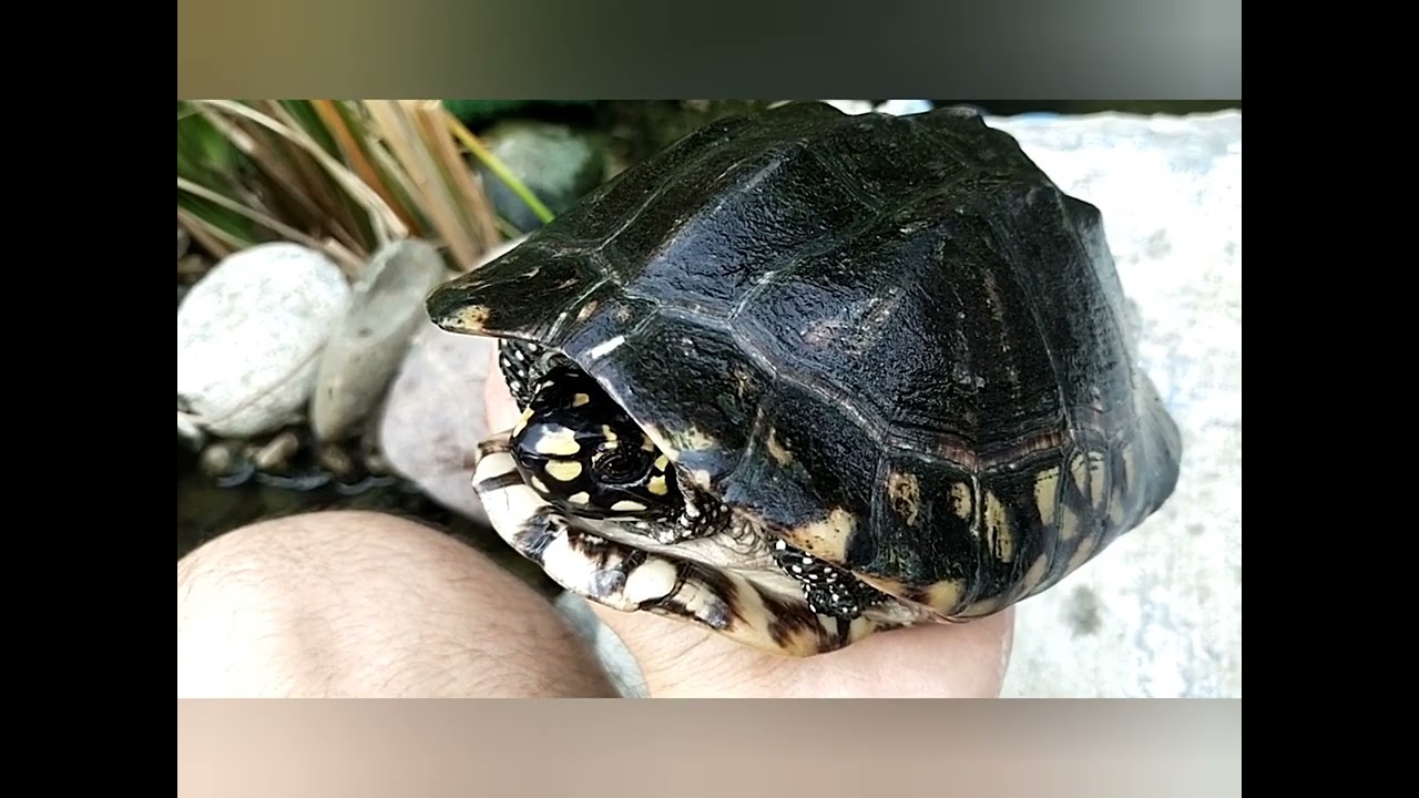 // THE BLACK POND TURTLE ✨♥️✨ G. HAMILTONII INFOR