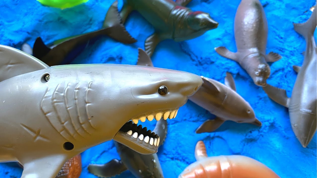 Learning the sound and name of Ocean Animals 해양 동물의 소리와 이름 배우기