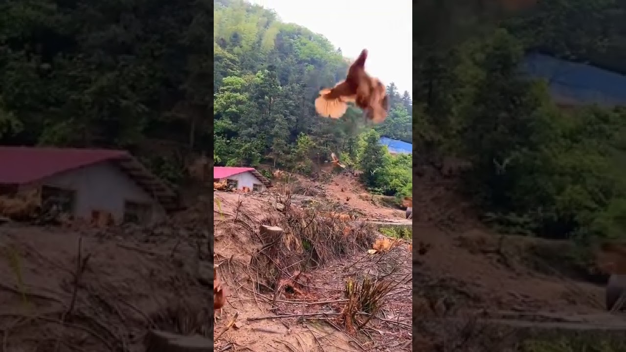 Assista a Free Run Chickens On The Mountain #satisfying #short no YouTube Assista a Free Run Chickens On The Mountain #satisfying #short no YouTube