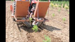 Planting White Pine Trees