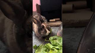 Just some asmr from Cinnamon 🤎🤍💛#asmr bunny #rabbit #rabbitsofinstagram #bunnylove