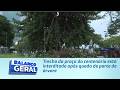 Trecho da praça do centenário está interditado após queda de parte de árvore