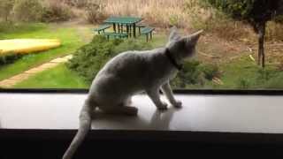 Miette, the Devon Rex, chases a fly! by Miette Rex 1,337 views 9 years ago 3 minutes, 12 seconds