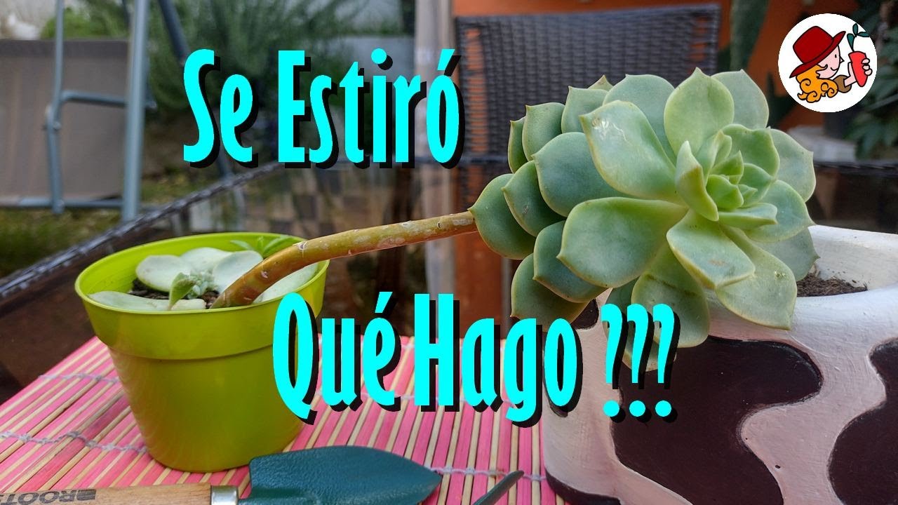 ¡Mi SUCULENTA se Estiró! ¿Qué hacer para recuperarla?