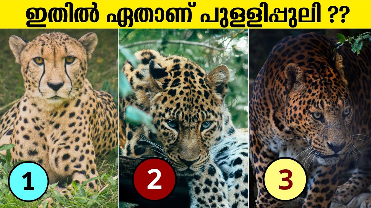 ഇതിൽ ഏതാണ് പുള്ളിപ്പുലി 99% പേരും തെറ്റിക്കും 😮 Leopard Jaguar and