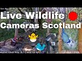 Youtube Thumbnail Past Live Stream Bird Feeders, Nest Box, Wildlife Cameras Scotland UK from Scottish Wildlife Garden