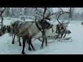 Оленеводы совхоза Саранпаульский, Берёзовский район, ХМАО -Югра