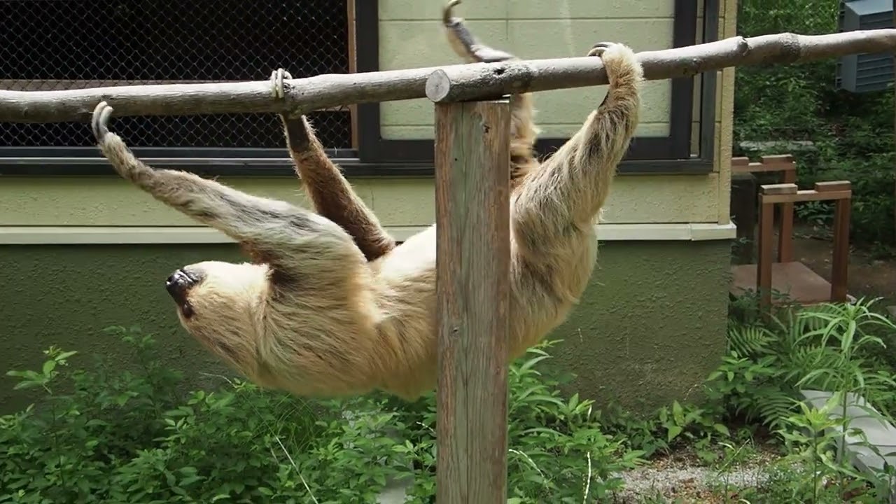 九州のナマケモノ訪問 その3 大牟田のダイクに再会 こらくふぁーむ 九州のナマケモノ訪問 その3 大牟田のダイクに再会 こらくふぁーむ