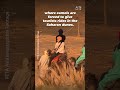 Booking a Camel Ride on GetYourGuide? Watch This First. 💔