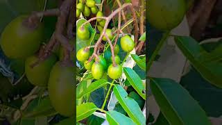 pé de cajá manga produzindo aqui no meu jardim #short