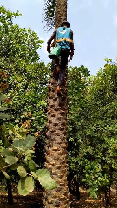 Climbing A Palm Tree To Collect Freshly Tapped Palm Wine In Canchungo how-to-tap-original-palm-wine-how-palm-wine-is-made-tapped-youtube